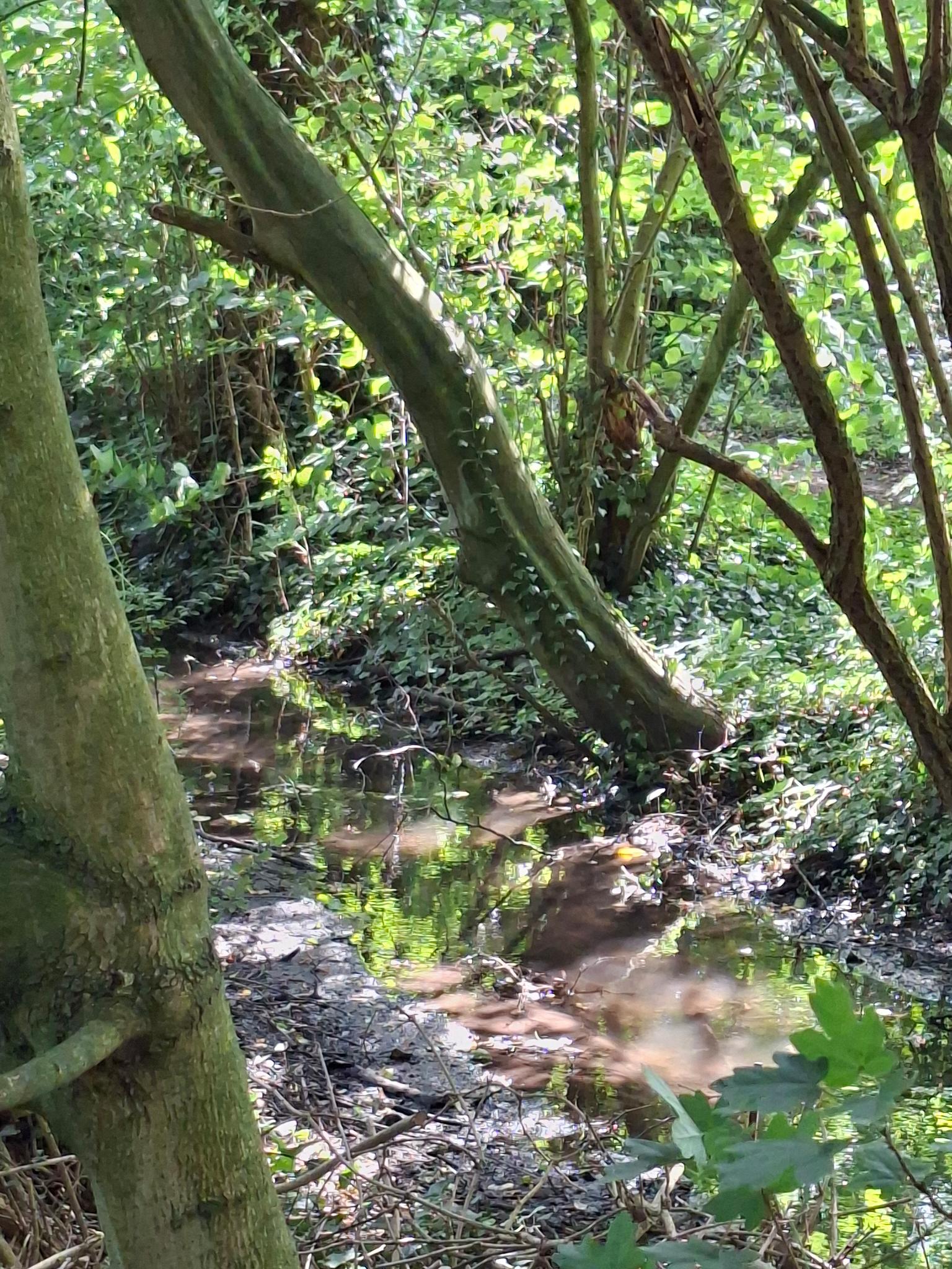 gestützter Trietbach bei Korschenbroich