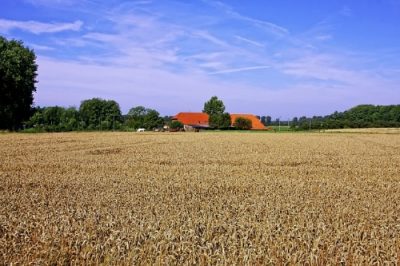 cornfield 621503 Foto-Rabe, pixabay