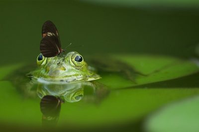 Foto: frog von Frank Winkler, pixabay